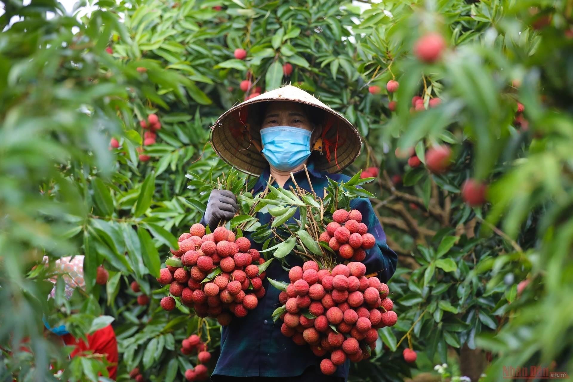 Khi mỳ Chũ, vải thiều thành ‘đại sứ’ du lịch và thương hiệu 