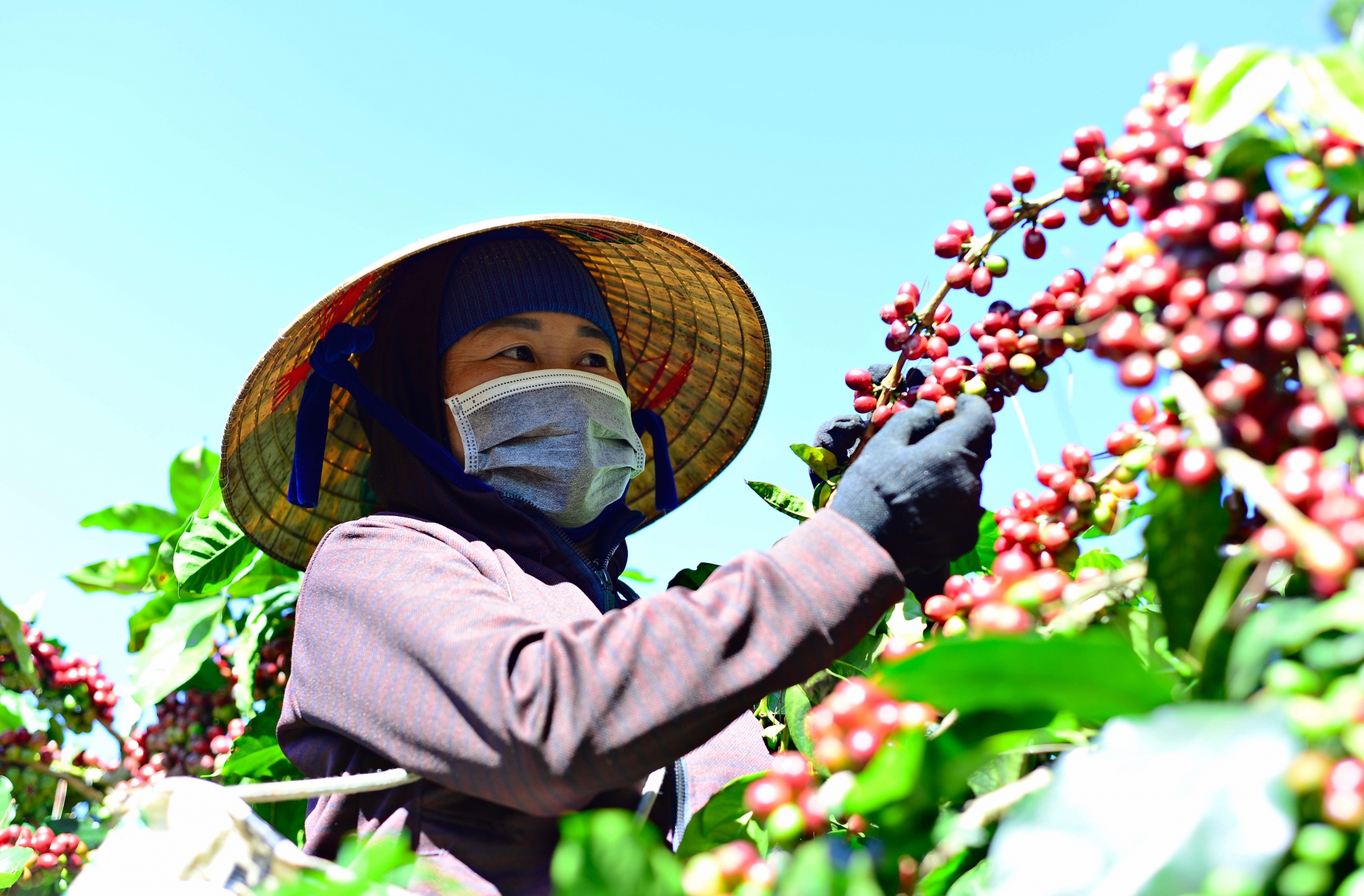 Phát huy thương hiệu cà phê Di Linh, cải thiện đời sống bà con dân tộc