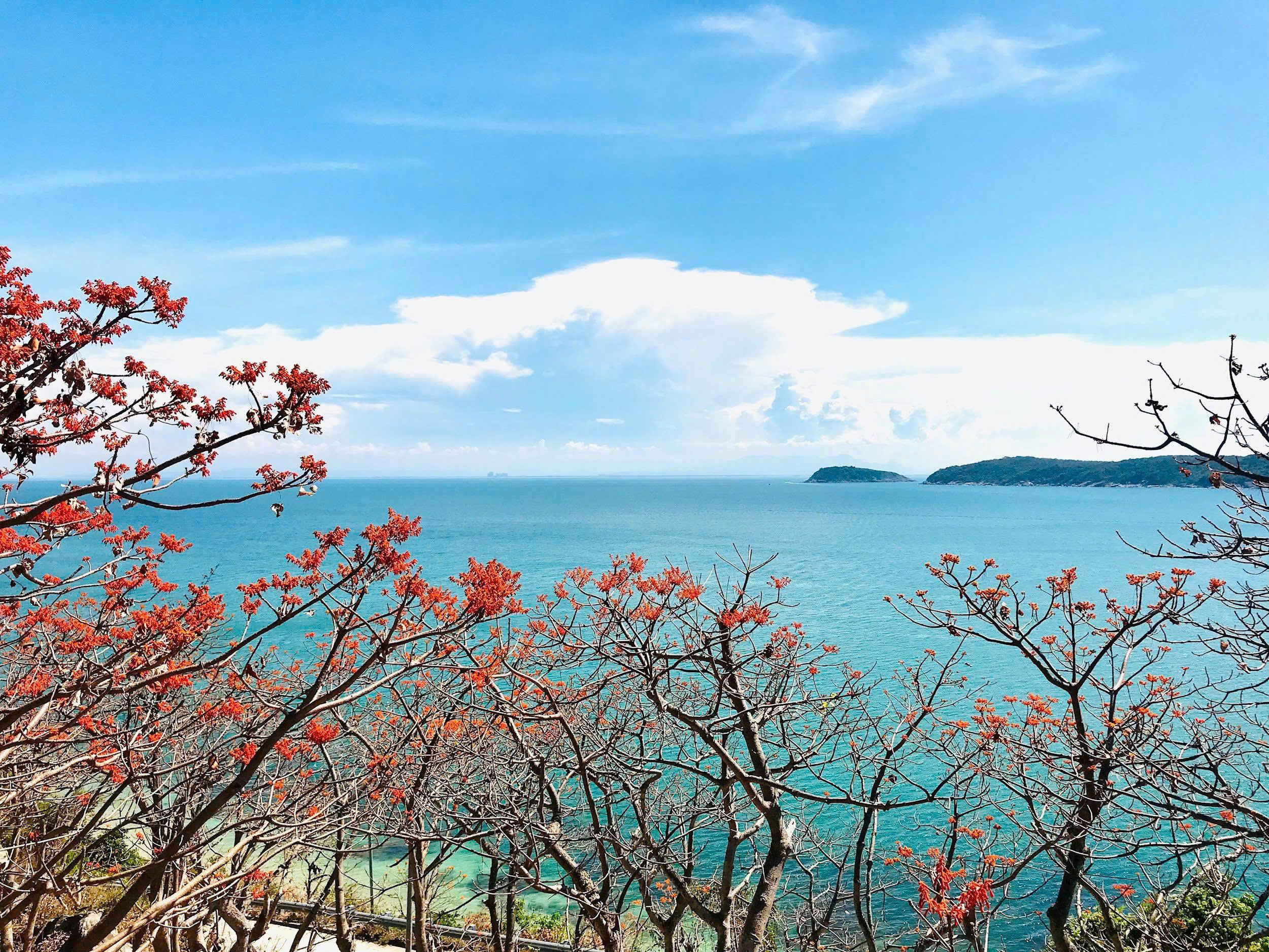 Đà Nẵng: Cù Lao Chàm rực rỡ sắc đỏ của hoa ngô đồng