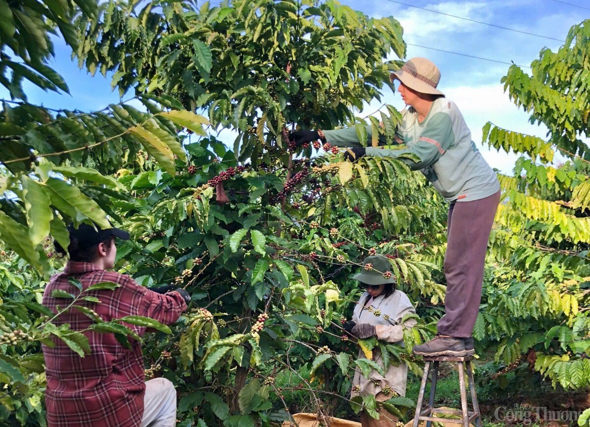 Liên kết chuỗi, nâng tầm thương hiệu cà phê Lâm Đồng