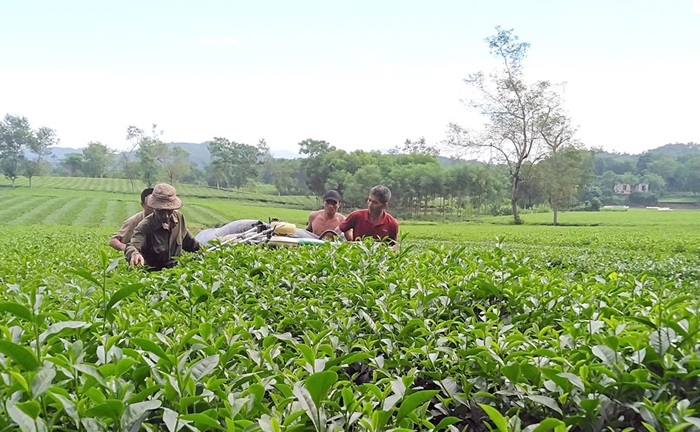 EVFTA thúc đẩy nâng cấp vùng nguyên liệu để đáp ứng quy tắc xuất xứ