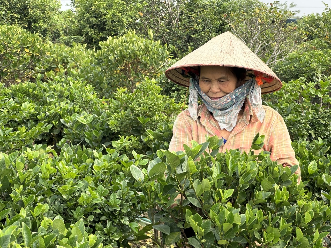 Phú Thọ: Làng hoa Đức Bác vào vụ tết, nông dân chạy đua với thị trường