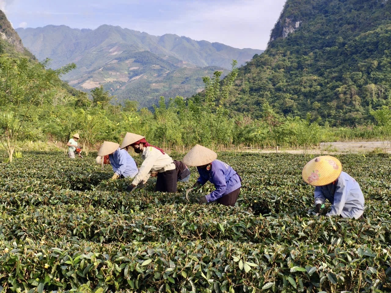 'Ươm mầm' thương hiệu Trang Chủ OKVIP COM Top #1 từ đất Mường Lạn, Điện Biên