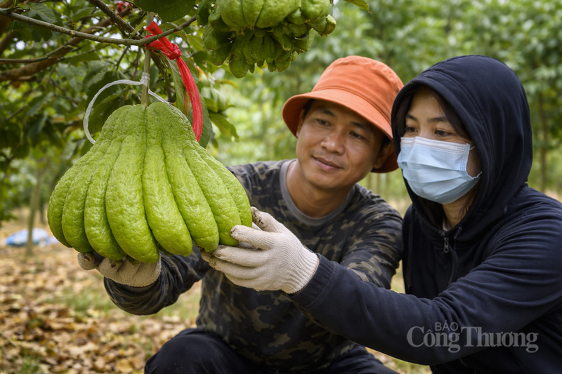 Vựa phật thủ lớn nhất miền Bắc tất bật vào vụ Tết
