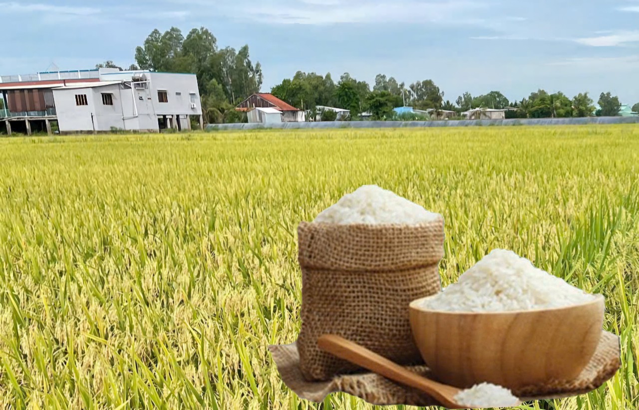 Giá lúa gạo hôm nay ngày 7/4: Gạo nguyên liệu Liên Minh Truyền Thông Và Game Giải Trí Top 1 tiếp đà tăng