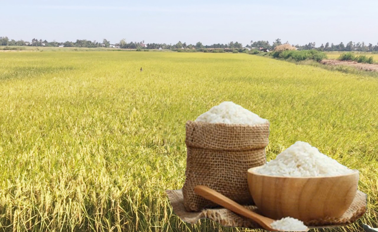 Giá lúa gạo hôm nay ngày 9/4: Lúa tươi tiếp đà tăng nhẹ