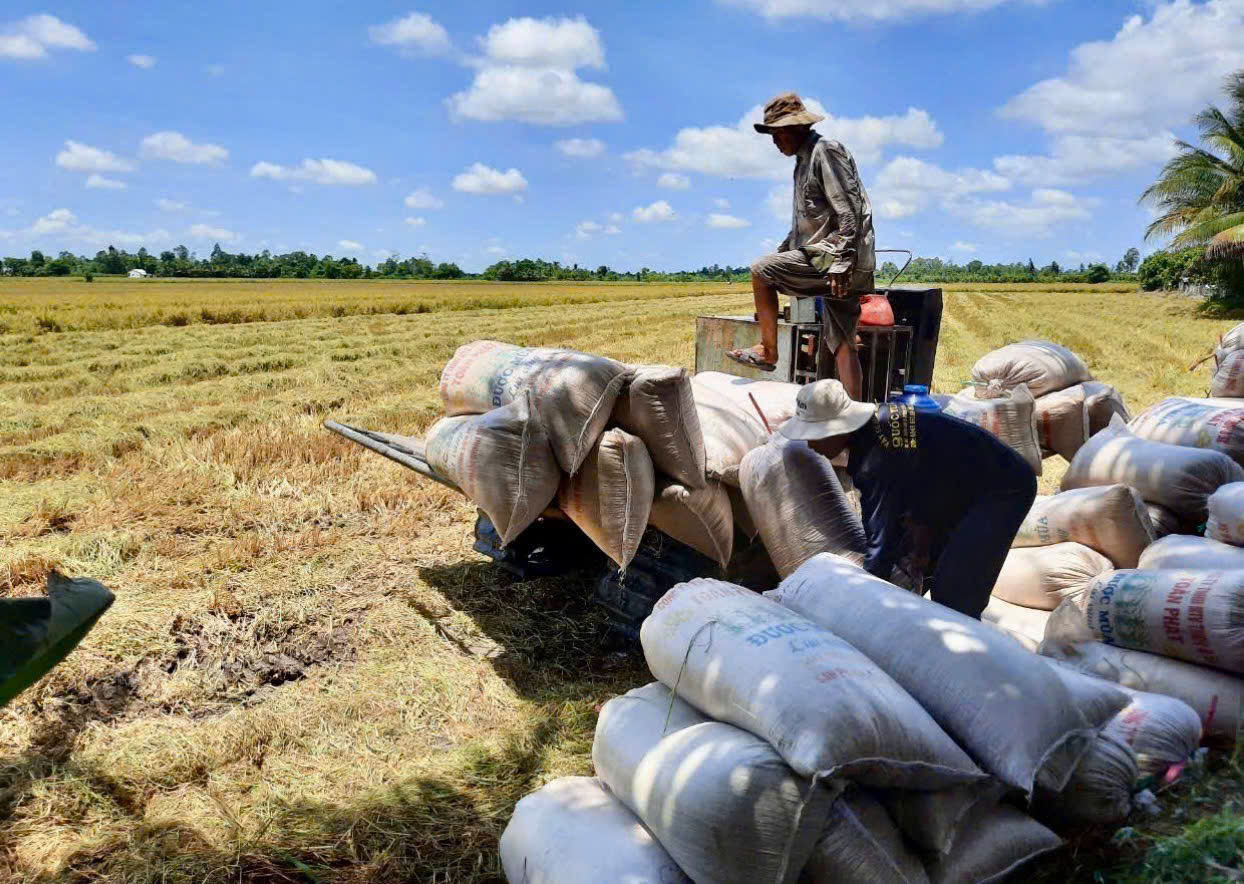 TP. Cần Thơ: Ngành Okvip tại về tăng tốc liên kết tiêu thụ lúa gạo