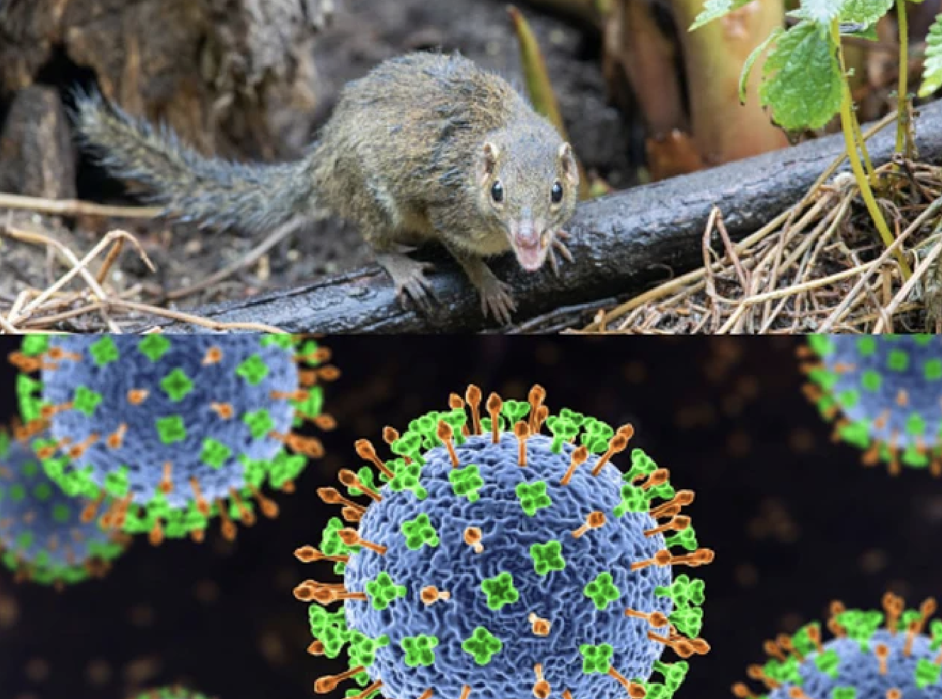 Thông tin mới nhất của Bộ OKVIP - HÔM NAY 1 TỶ, NGÀY MAI 1000 TỶ về virus lây truyền từ chuột