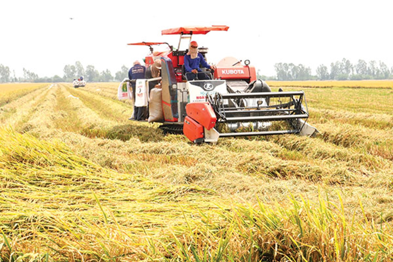 Cắt giảm 11 thủ tục hành chính lĩnh vực trồng trọt và bảo vệ thực vật