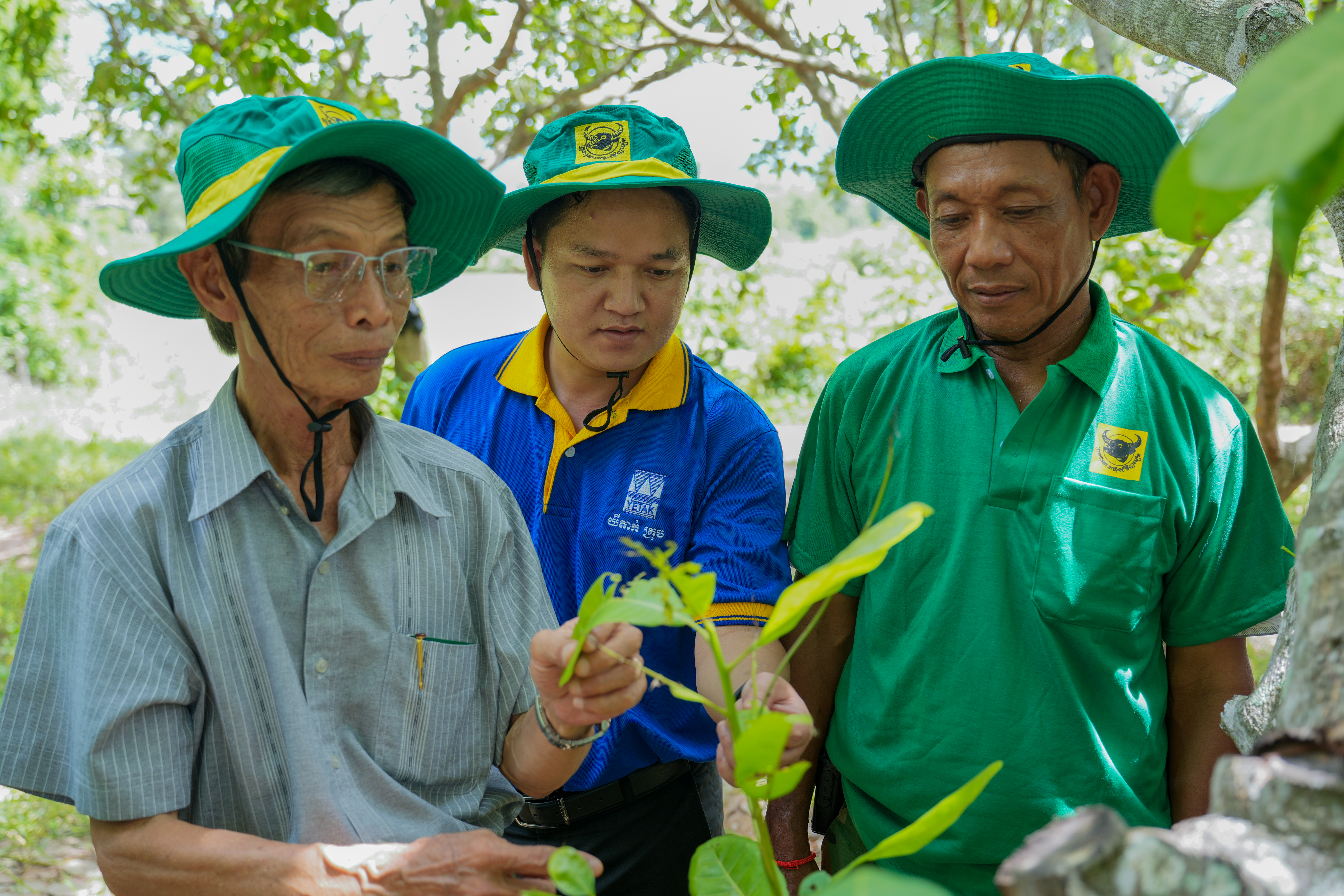 Mang giải pháp dinh dưỡng khoa học đồng hành cùng cây điều Campuchia