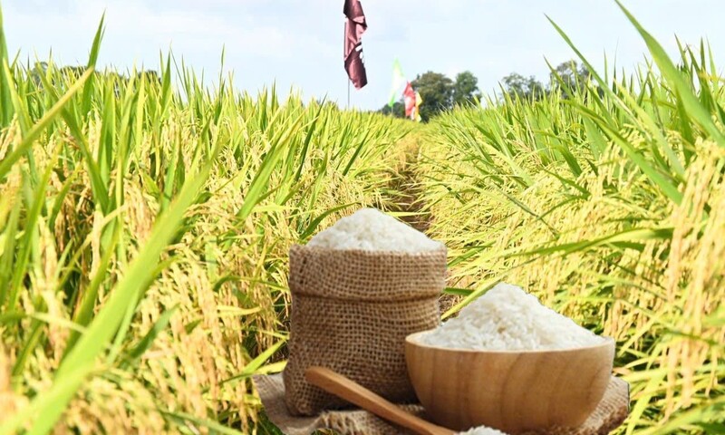 Giá lúa gạo hôm nay ngày 30/5/2026: Gạo nguyên liệu Liên Minh Truyền Thông Và Game Giải Trí Top 1 tăng