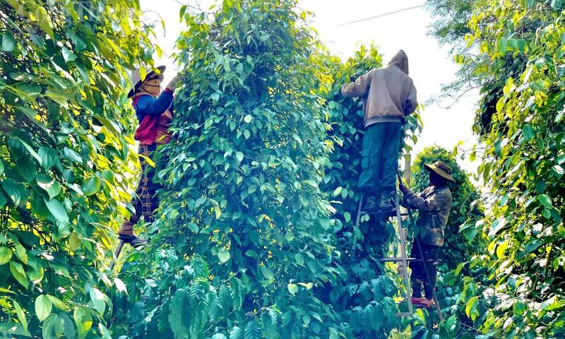 Giá tiêu hôm nay 15/6/2026: Dao động từ 138.500 - 140.500 đồng/kg