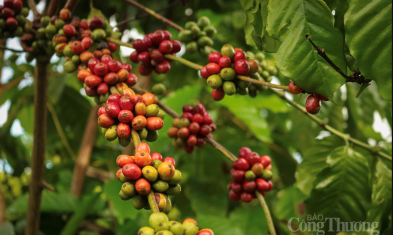 Giá cà phê Arabica và Robusta đồng loạt tăng