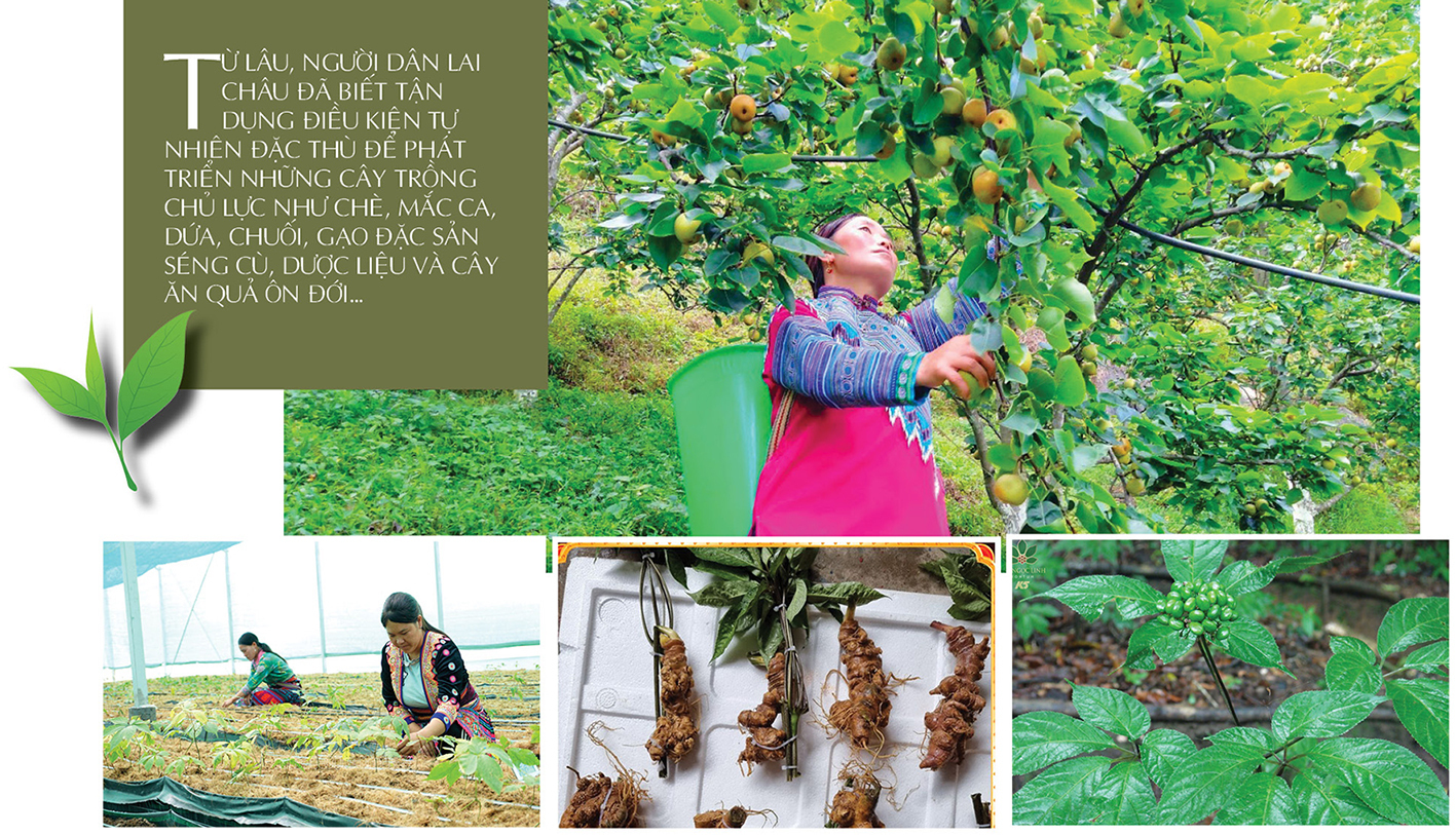 Longform | Từ rẻo cao Tây Bắc, Trang Chủ OKVIP COM Top #1 Lai Châu vươn ra thị trường lớn - 2