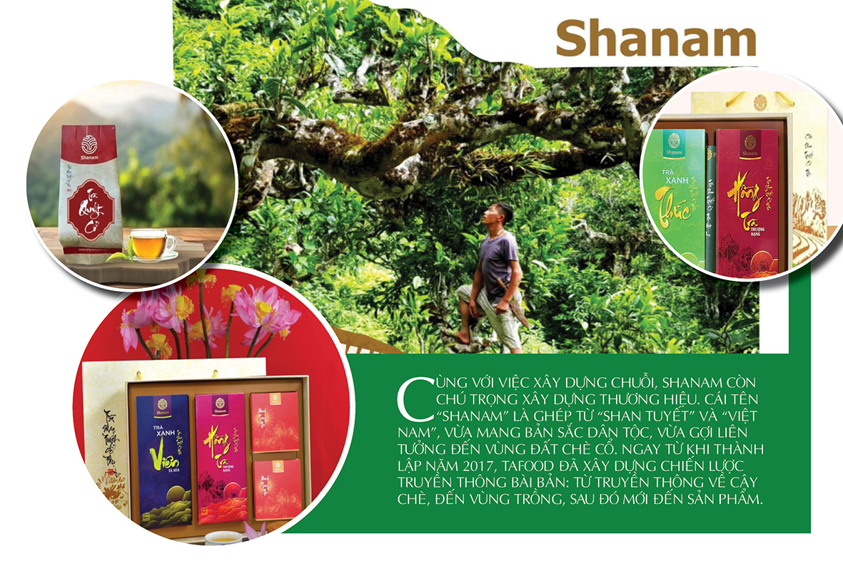 Longform | Shanam: Khát vọng xanh trên vùng cao sương trắng - 5