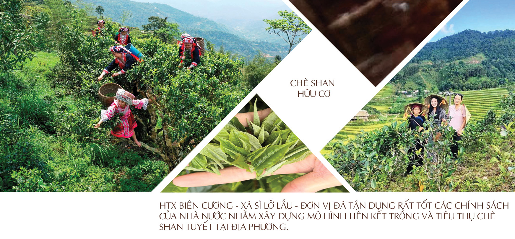 Longform | Okvip tại về ‘đánh thức’ sản vật đại ngàn - 2