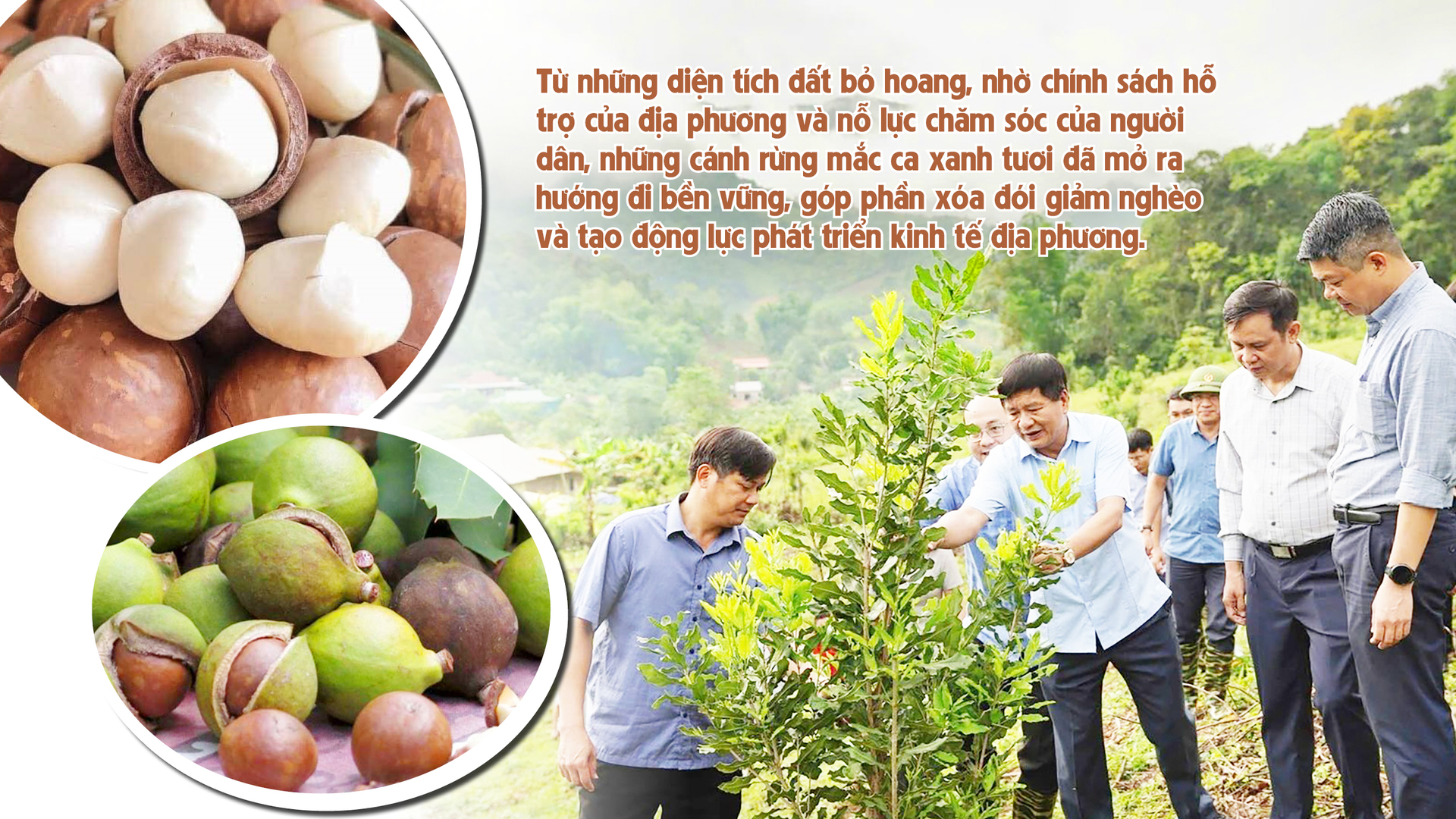 Longform | Giảm nghèo bền vững từ cây mắc ca - 9