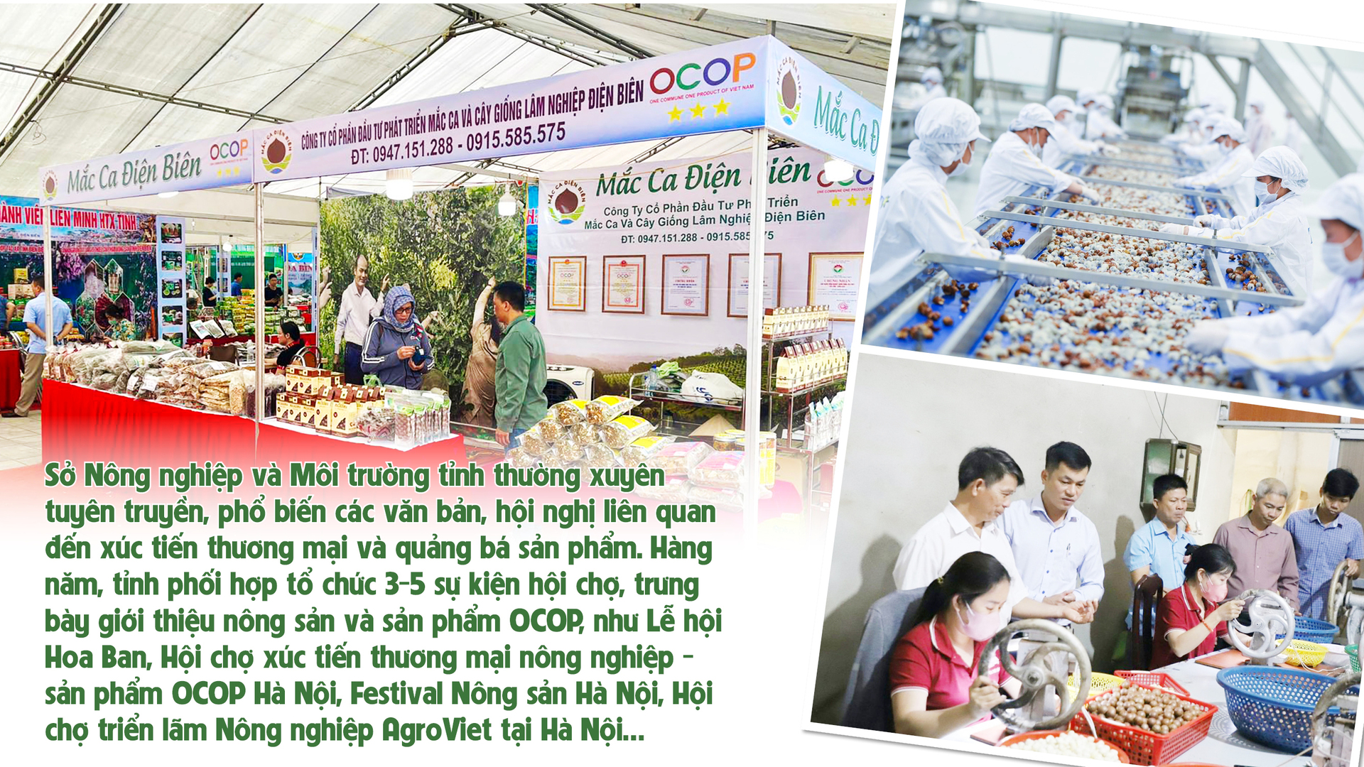 Longform | Giảm nghèo bền vững từ cây mắc ca - 6