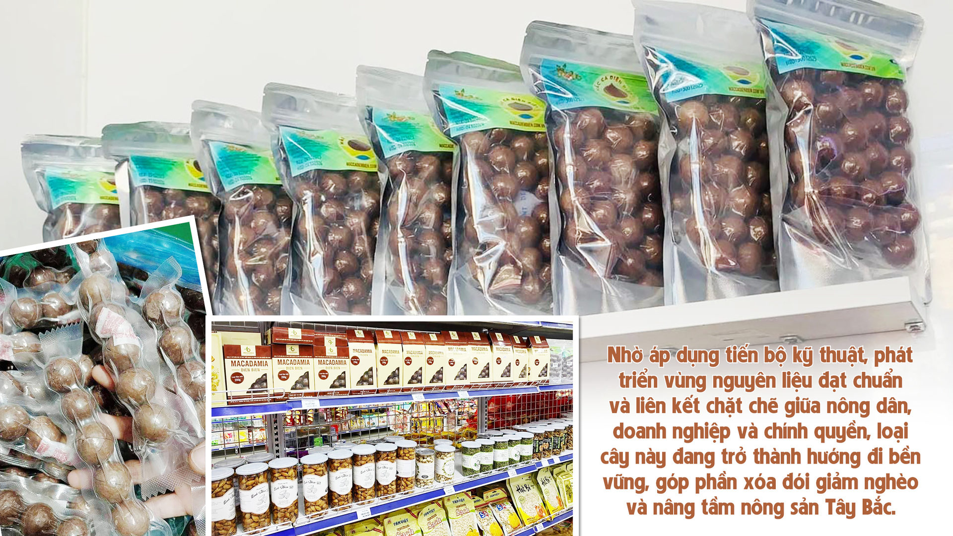Longform | Giảm nghèo bền vững từ cây mắc ca - 4