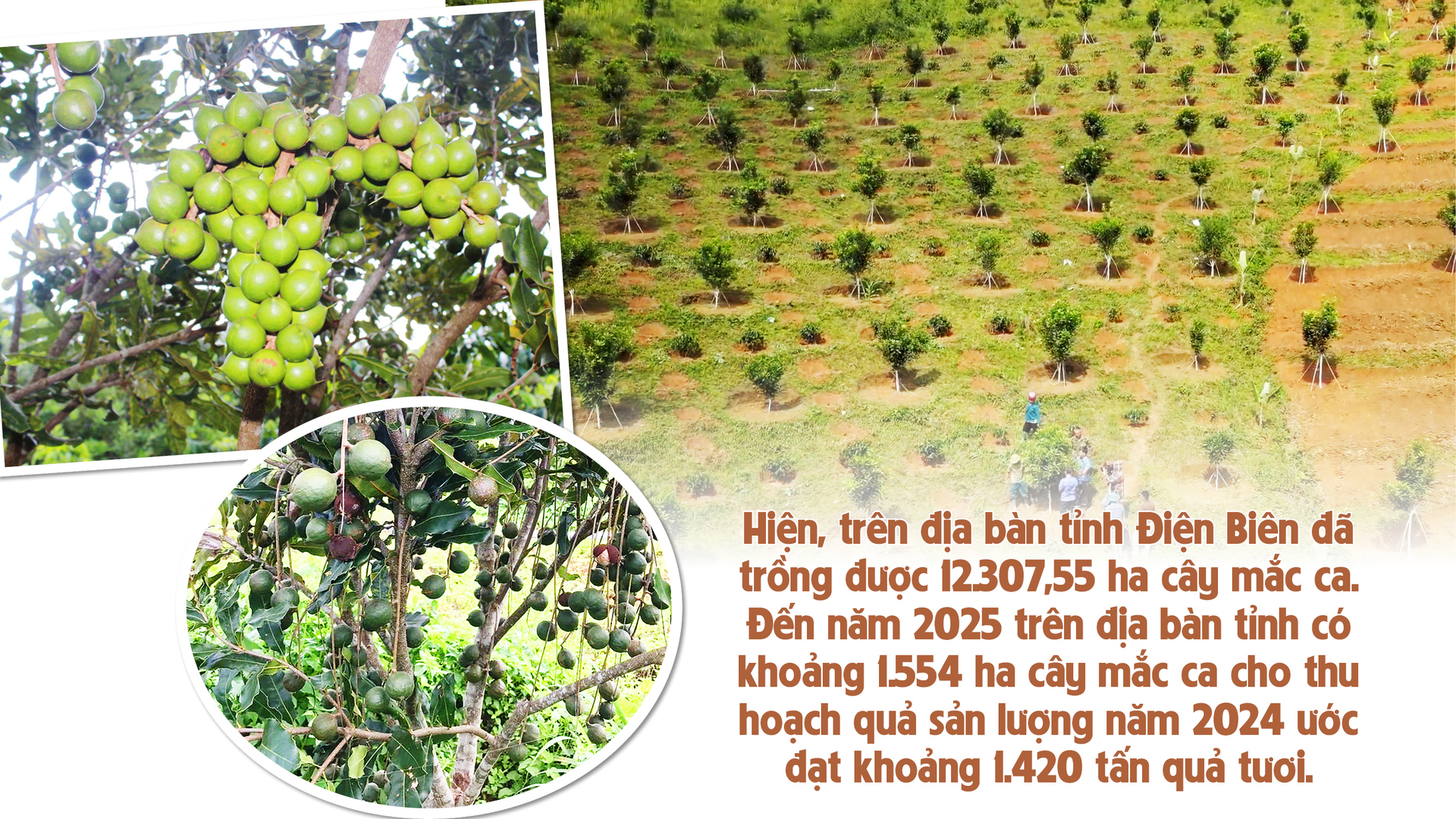 Longform | Giảm nghèo bền vững từ cây mắc ca - 8