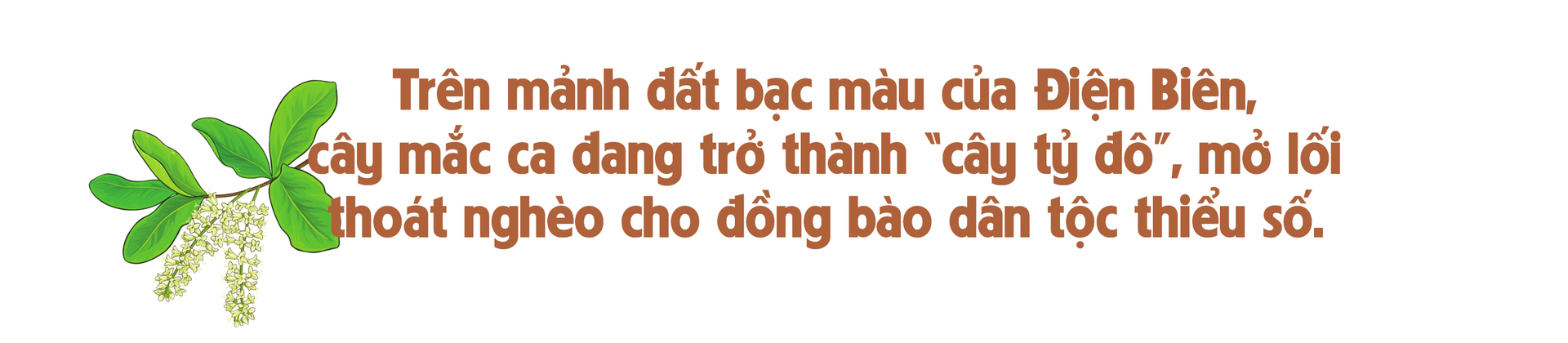 Longform | Giảm nghèo bền vững từ cây mắc ca - 1