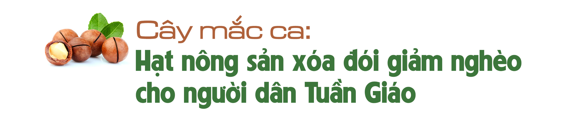 Longform | Giảm nghèo bền vững từ cây mắc ca - 2