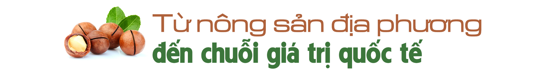Longform | Giảm nghèo bền vững từ cây mắc ca - 5