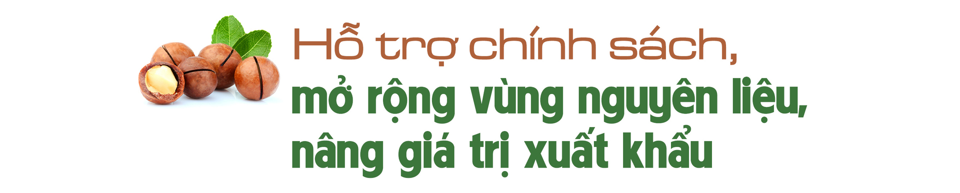 Longform | Giảm nghèo bền vững từ cây mắc ca - 7