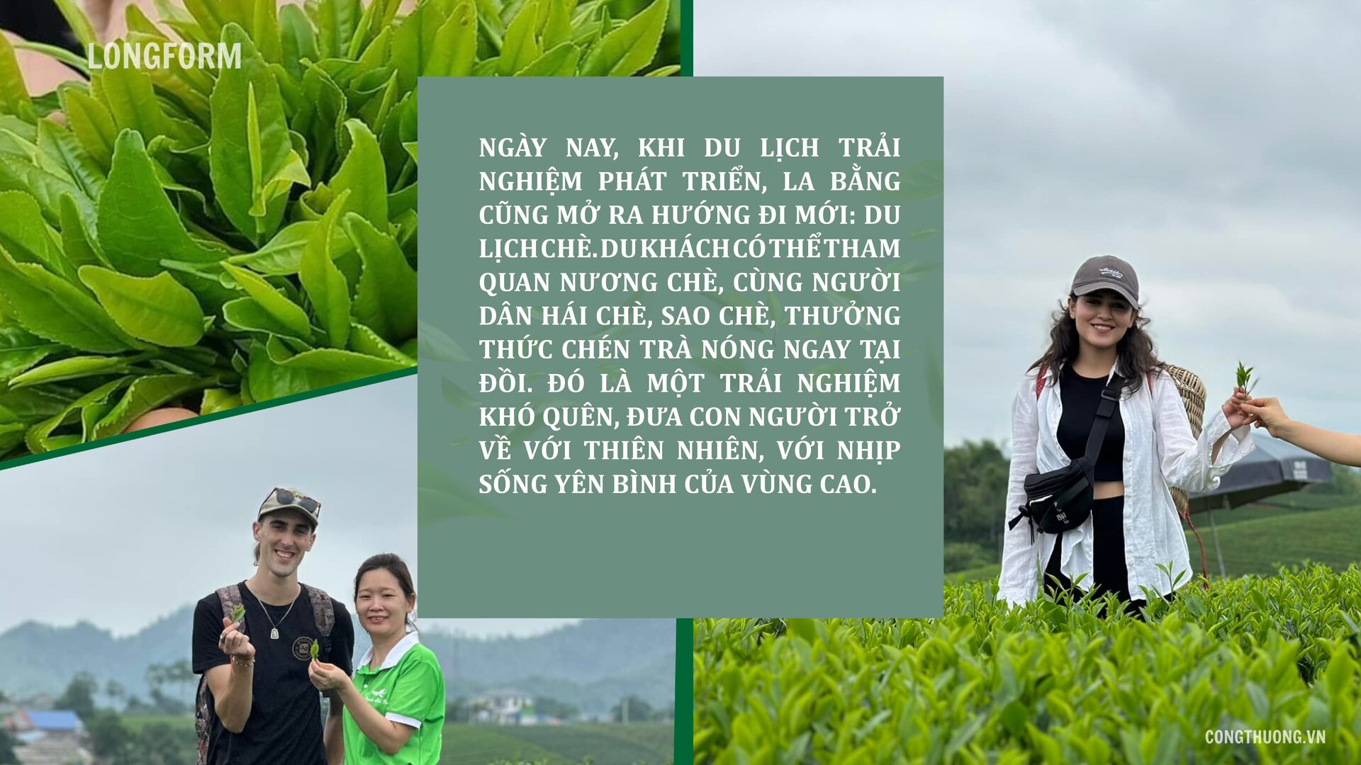 Longform | Chè La Bằng: Ngát hương thơm từ bàn tay đồng bào dân tộc - 8