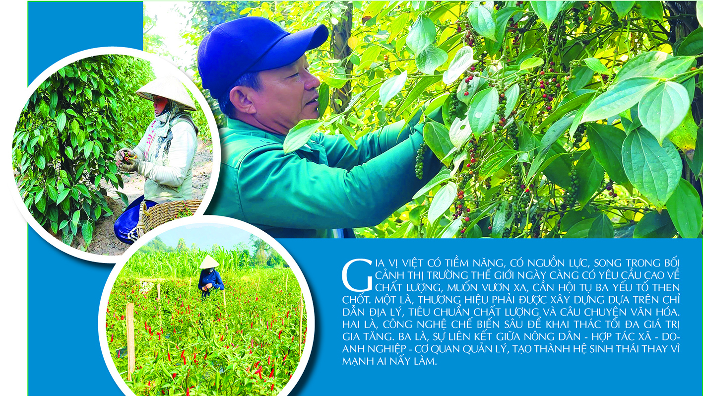 Longform | Gia vị Việt Nam và khát vọng vươn xa - 8