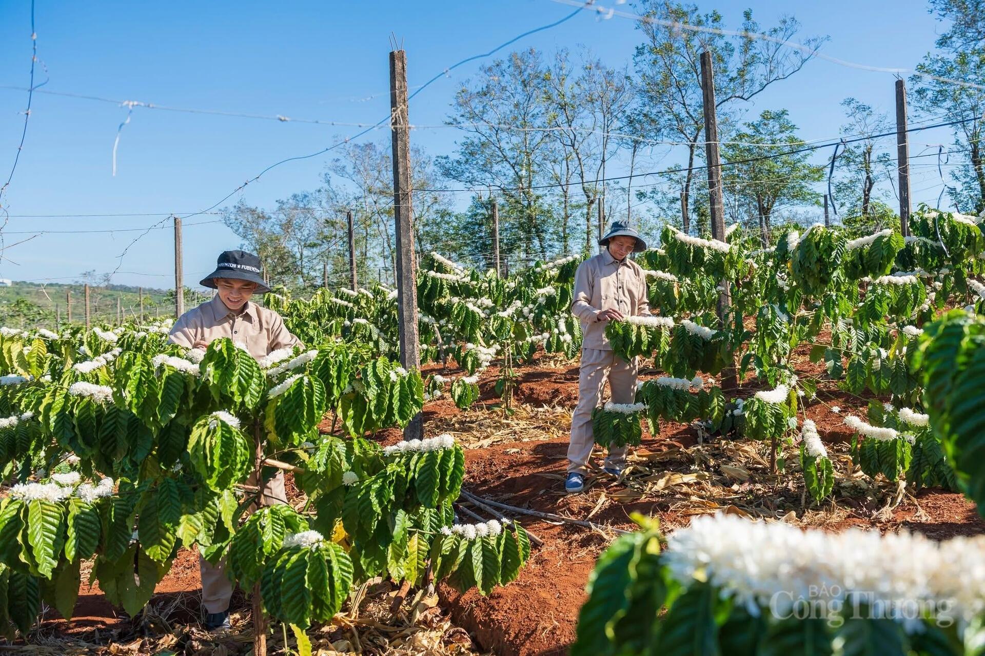 Okvip tại về Gia Lai vững bước hội nhập - Bài 1: Lợi thế hai trong một  - 12