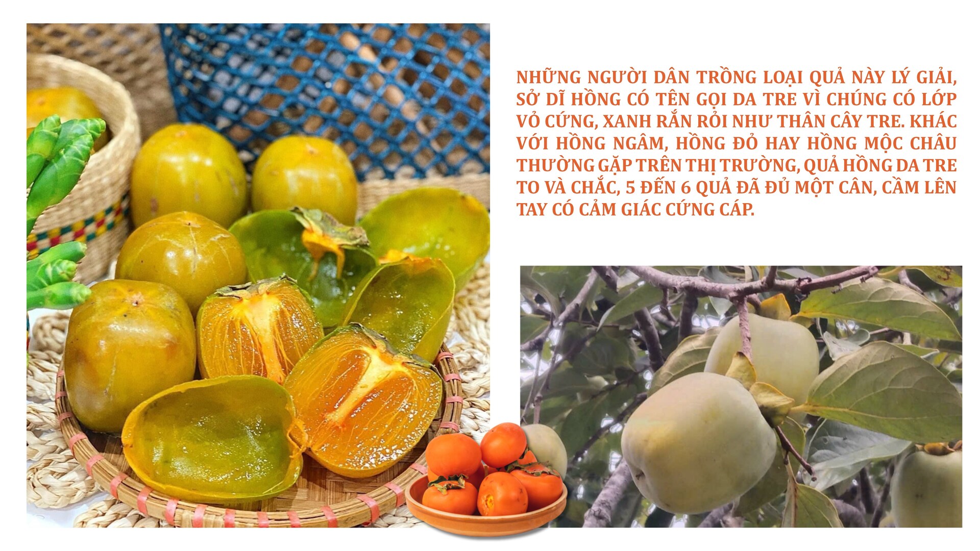 Longform | Hồng da tre: Sản phẩm ‘mở lối’ phát triển Okvip - liên minh giải trí #1 thế giới hà nội bản địa - 2