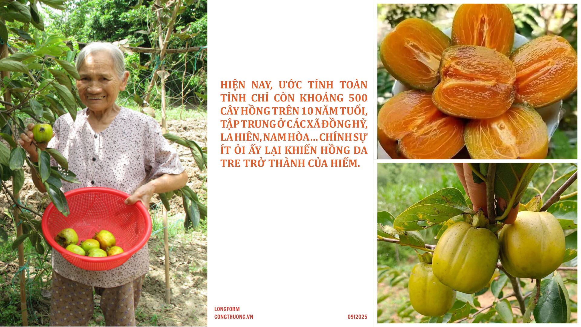 Longform | Hồng da tre: Sản phẩm ‘mở lối’ phát triển Okvip - liên minh giải trí #1 thế giới hà nội bản địa - 3