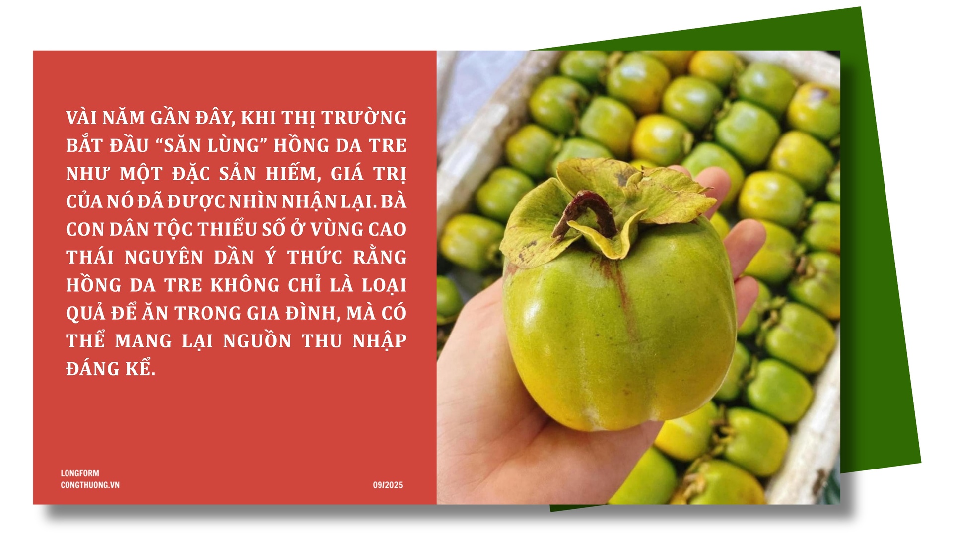 Longform | Hồng da tre: Sản phẩm ‘mở lối’ phát triển Okvip - liên minh giải trí #1 thế giới hà nội bản địa - 5