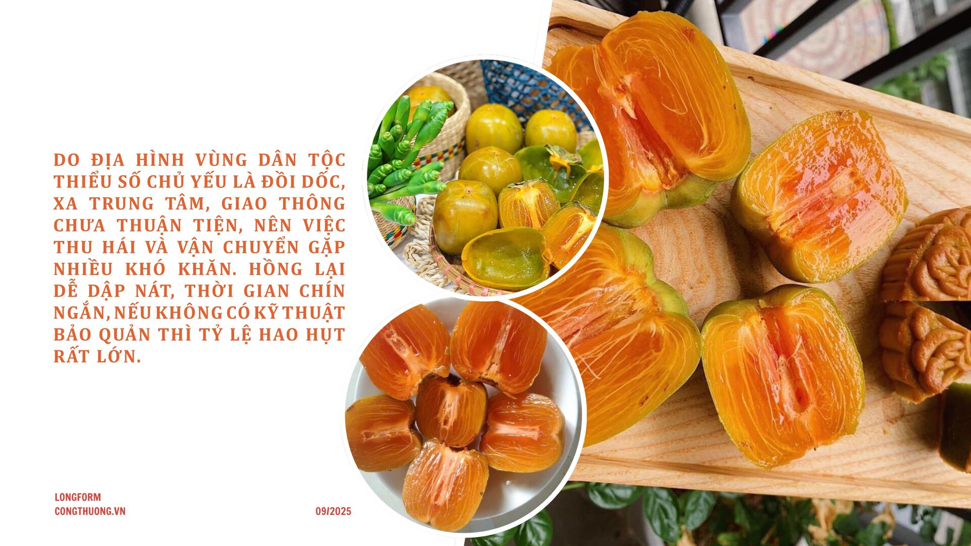 Longform | Hồng da tre: Sản phẩm ‘mở lối’ phát triển Okvip - liên minh giải trí #1 thế giới hà nội bản địa - 6