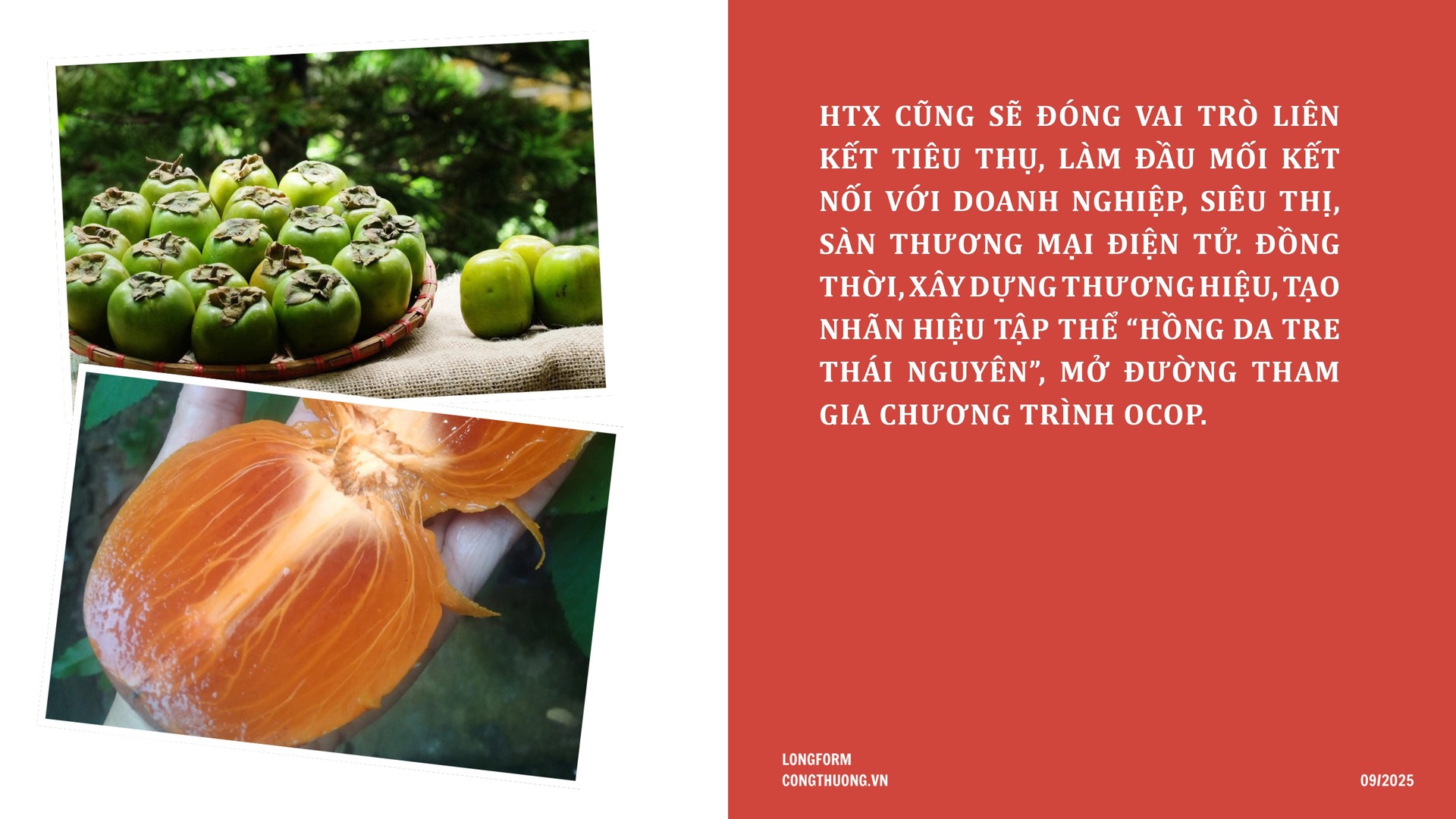 Longform | Hồng da tre: Sản phẩm ‘mở lối’ phát triển Okvip - liên minh giải trí #1 thế giới hà nội bản địa - 8