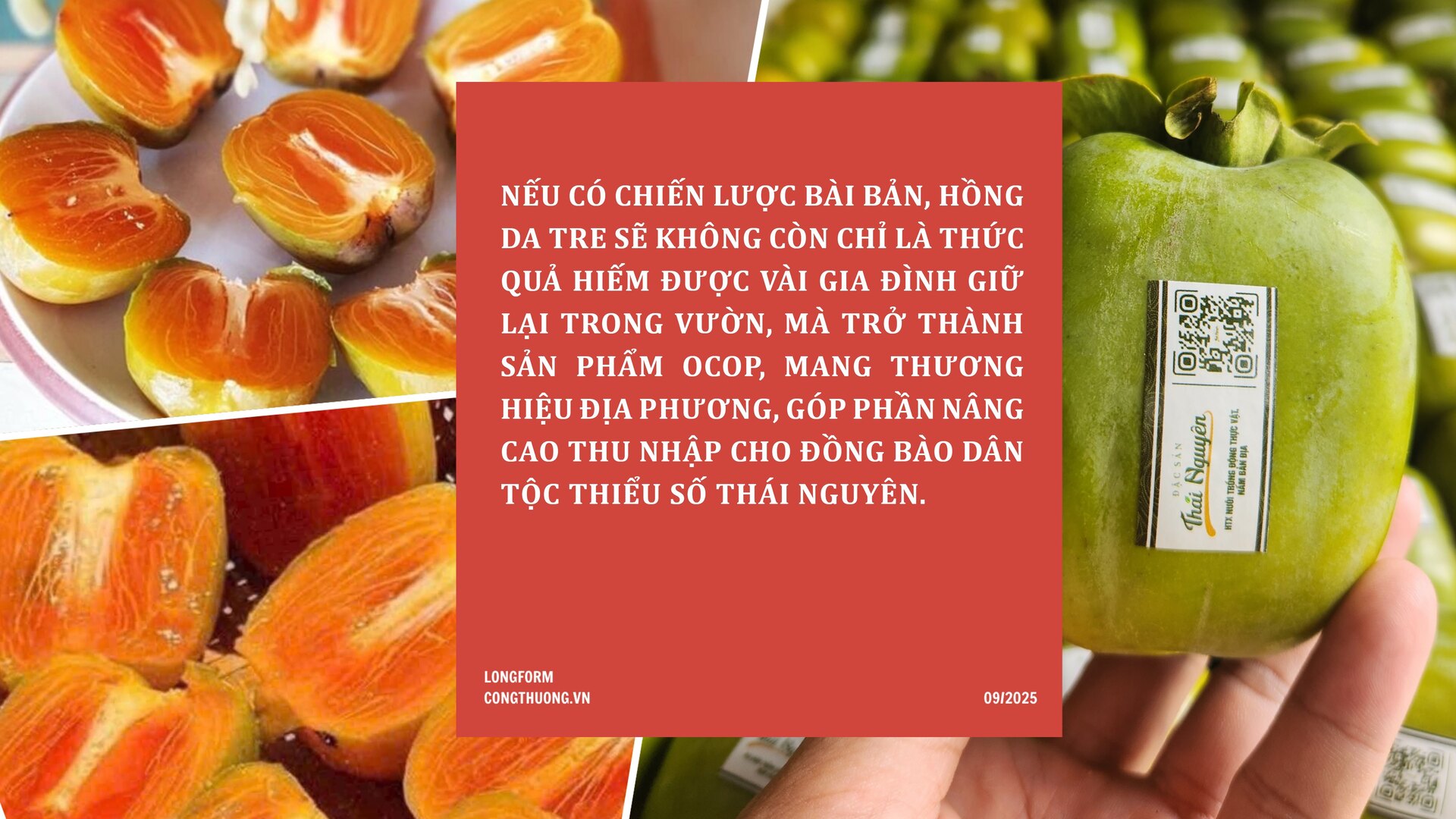 Longform | Hồng da tre: Sản phẩm ‘mở lối’ phát triển Okvip - liên minh giải trí #1 thế giới hà nội bản địa - 9
