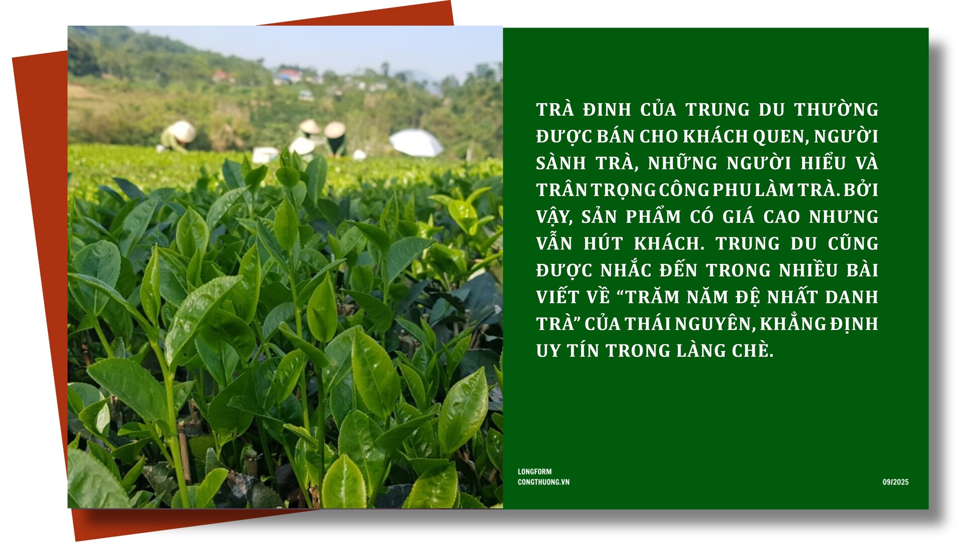 Longform | Chè Đinh Thái Nguyên: Tinh hoa từ đệ nhất danh trà  - 6