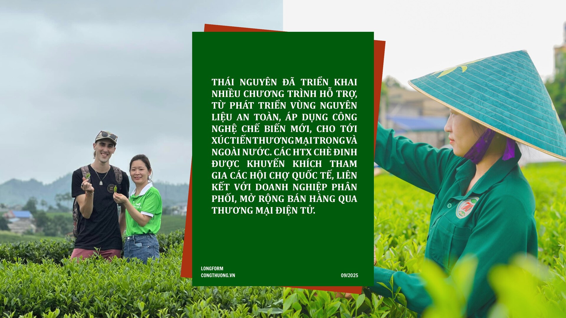 Longform | Chè Đinh Thái Nguyên: Tinh hoa từ đệ nhất danh trà  - 8