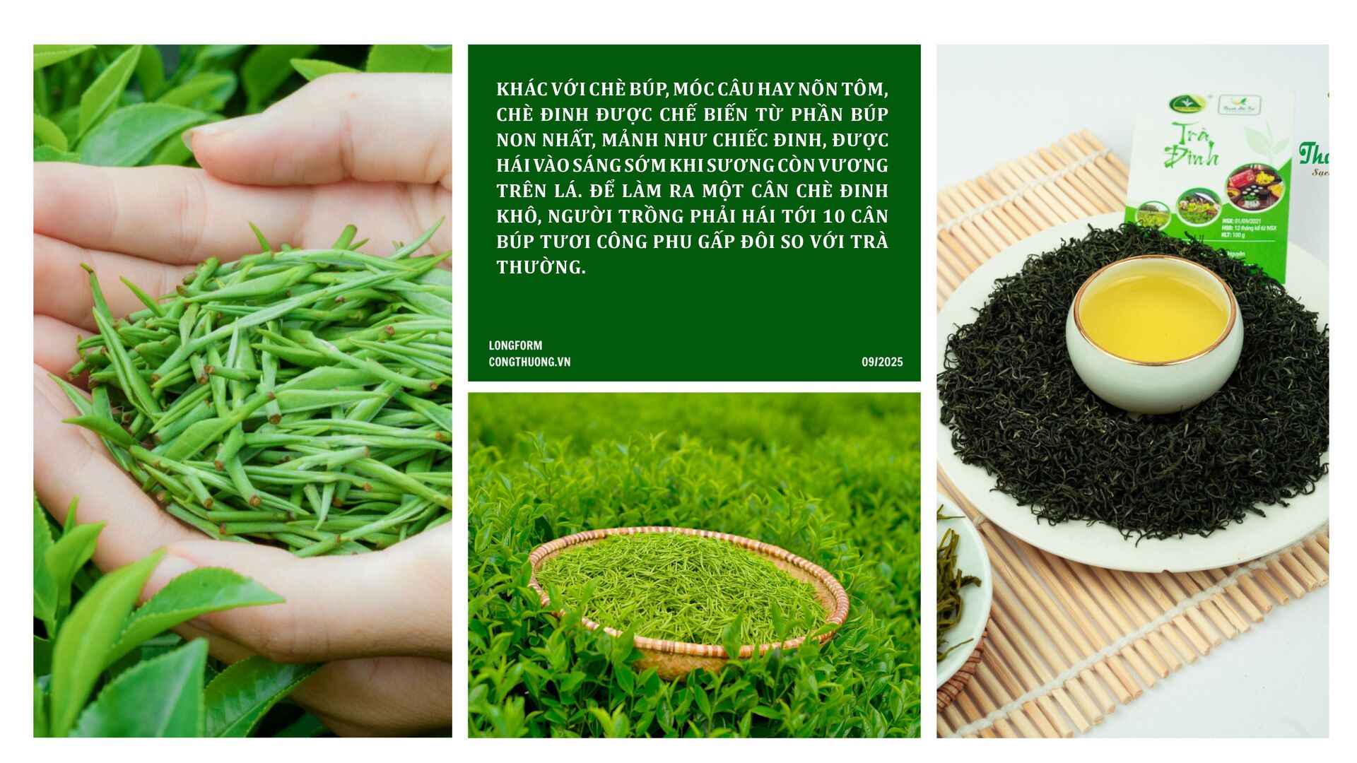 Longform | Chè Đinh Thái Nguyên: Tinh hoa từ đệ nhất danh trà  - 2