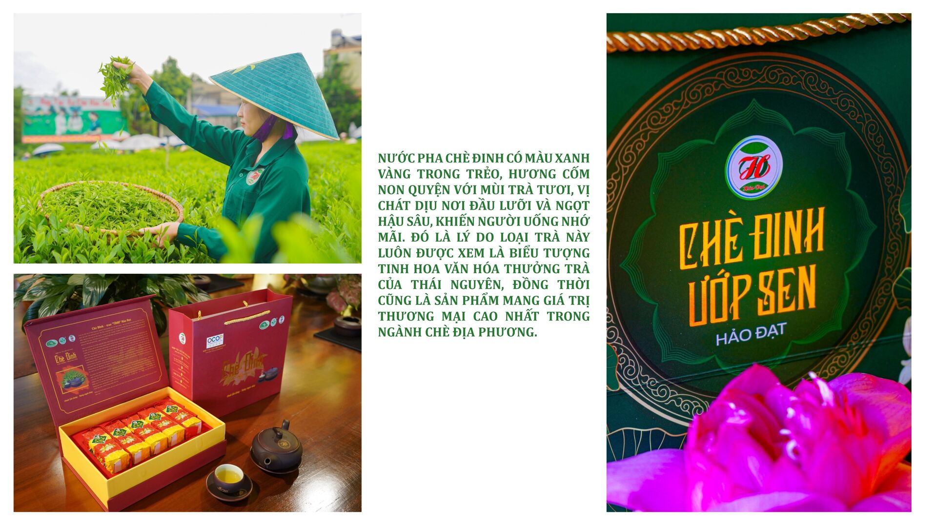 Longform | Chè Đinh Thái Nguyên: Tinh hoa từ đệ nhất danh trà  - 3