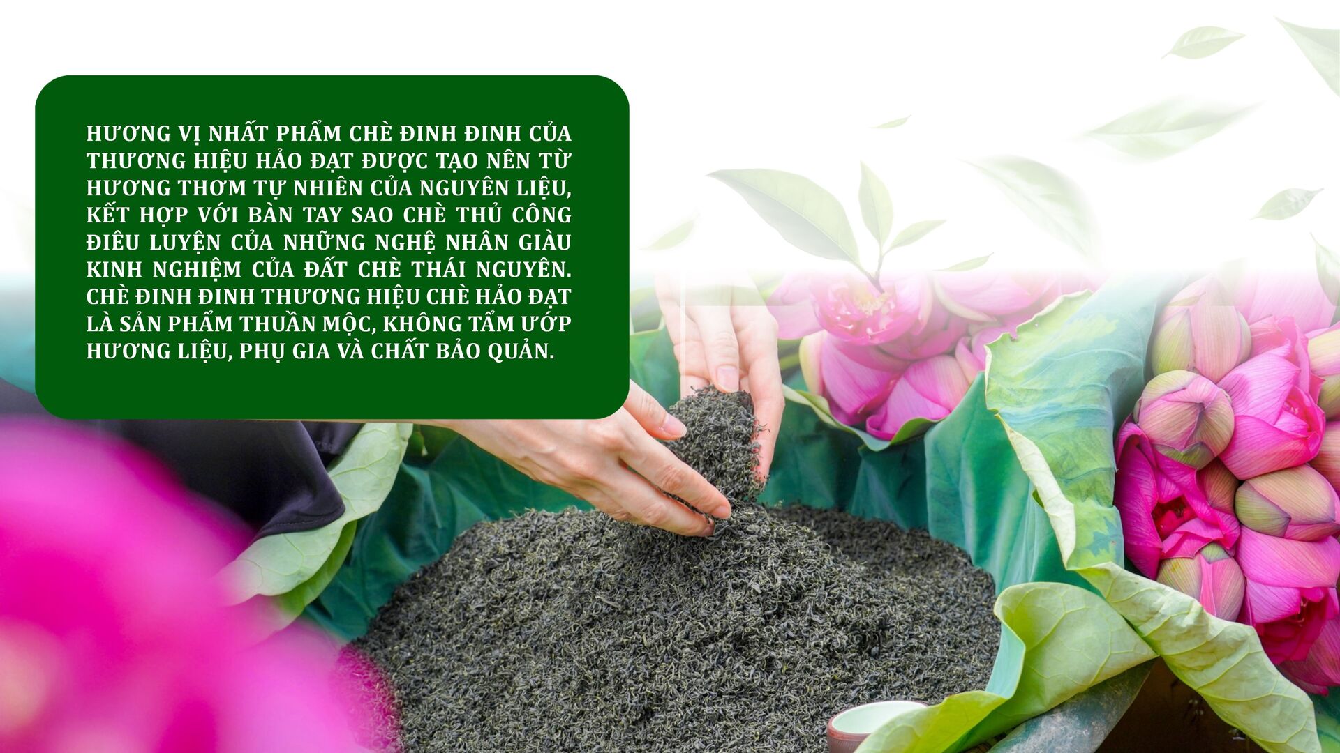 Longform | Chè Đinh Thái Nguyên: Tinh hoa từ đệ nhất danh trà  - 5