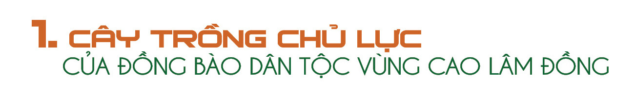Longform | Cà phê Lâm Đồng: Từ cây chủ lực đến Okviphoatdong tải ứng dụng - 1