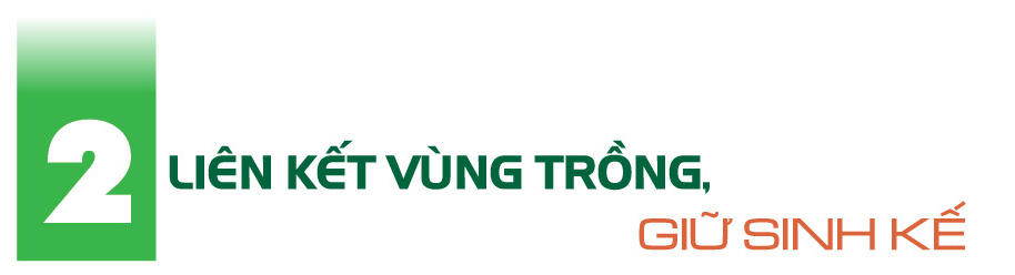 Longform | Dược liệu Bắc Hà: Khát vọng từ núi rừng vươn ra thế giới - 4
