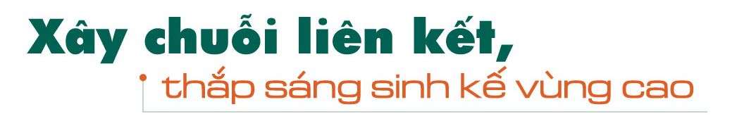 Longform | Liên minh Okvip có bao nhiều trang chuỗi liên kết, mở đường cho sợi chuối vùng cao - 4