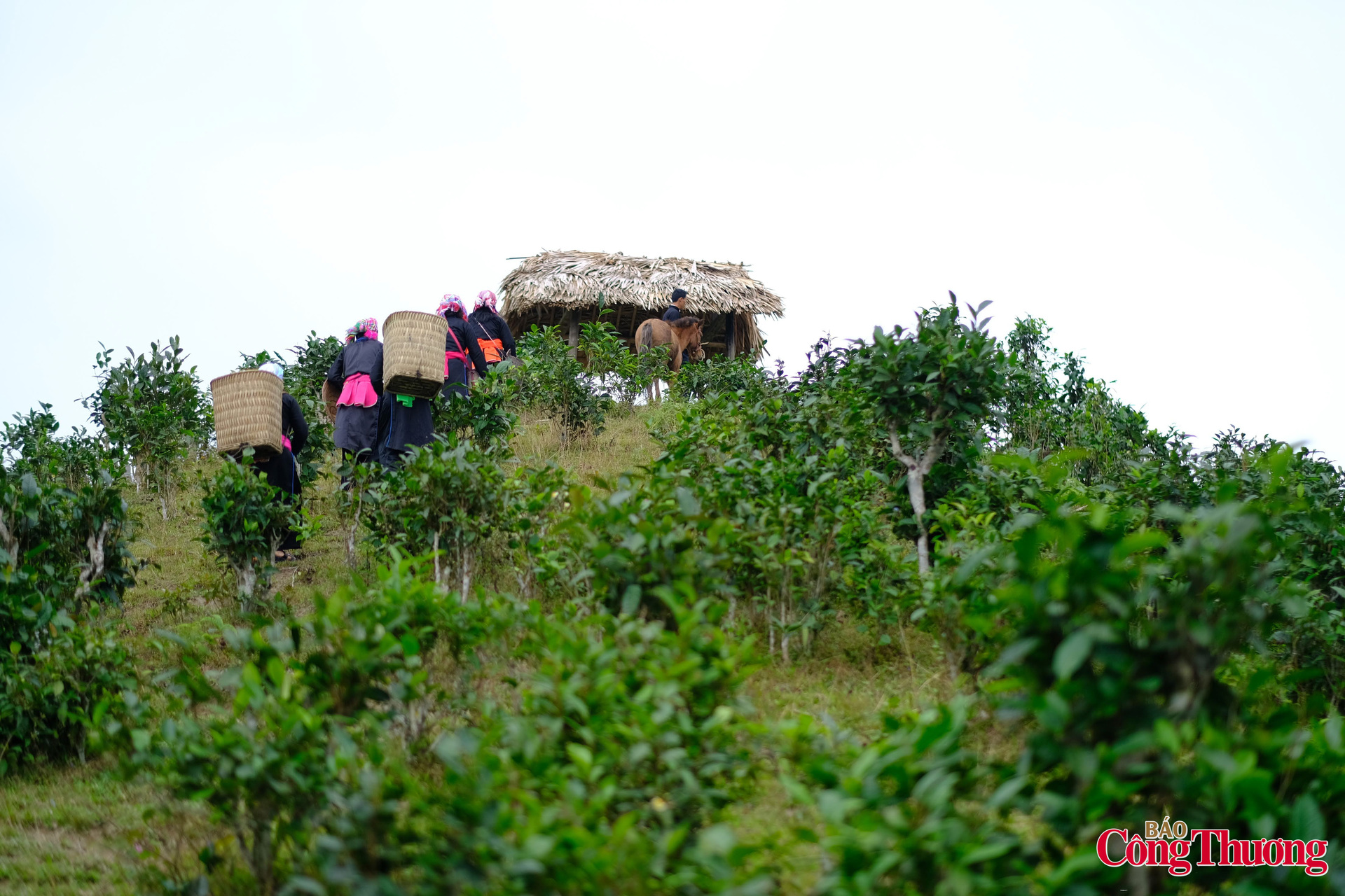 Cũng như nhiều địa phương khác, chè Bản Liền được người dân thu hái, mang về uống tươi, sao khô bán ra thị trường. Để đáp ứng nhu cầu ngày càng khắt khe hơn của người tiêu dùng, những người con của Bản Liền đã ấp ủ ý tưởng cho ra đời những sản phẩm độc đáo, mới lạ hơn từ sản vật địa phương.