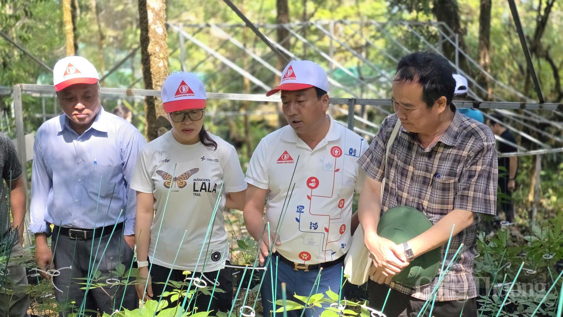 Theo dấu 'quốc bảo sâm Việt' trên đỉnh Ngọc Linh - 5