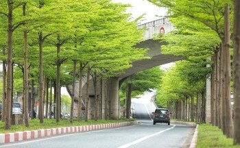 Hé lộ nguyên nhân Bộ Công an yêu cầu định giá cây xanh trồng ở Hà Nội từ năm 2016-2018