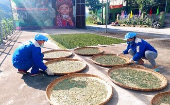 “Fìn Hò Trà” đặc sản trứ danh của vùng núi Phìn Hồ