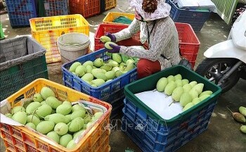 Việt Nam là thị trường xuất khẩu xoài lớn thứ 3 tại Hàn Quốc